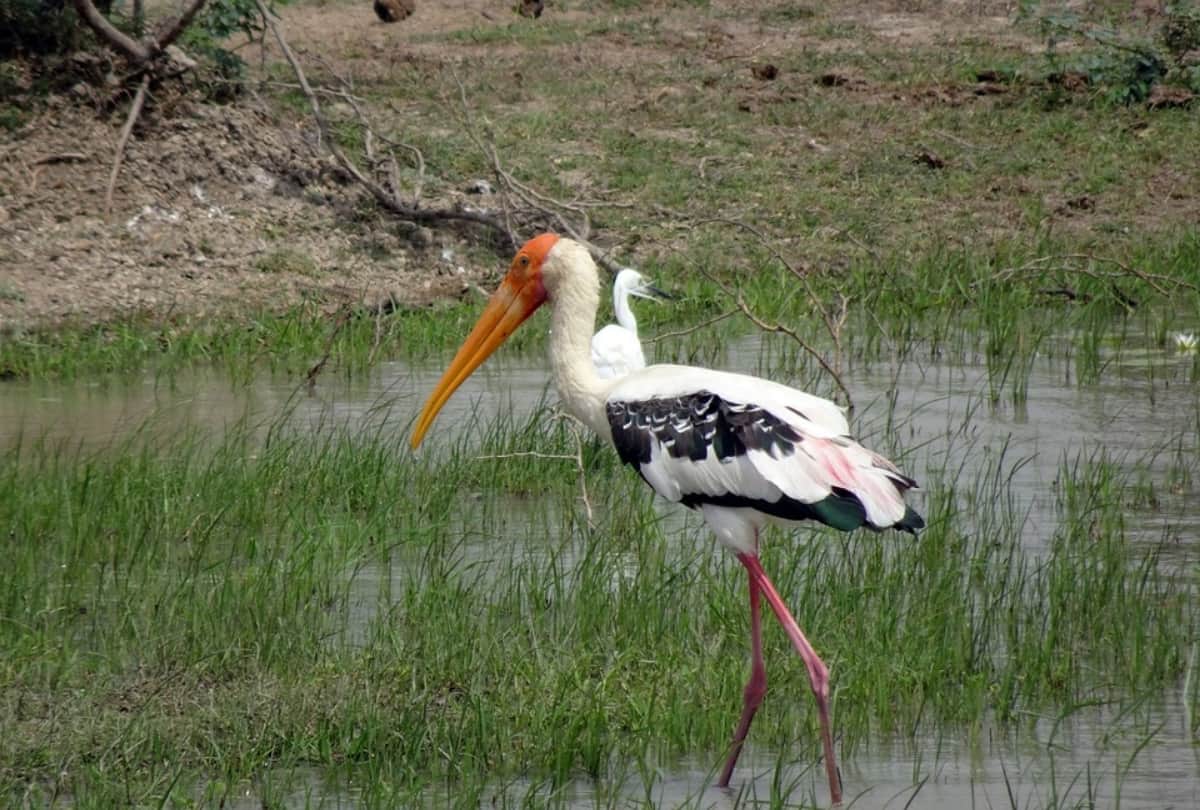 karnataka kokrebellur bird sanctuary house of migrant birds