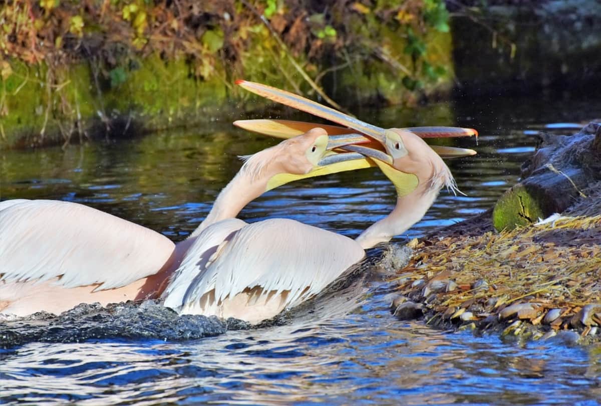 karnataka kokrebellur bird sanctuary house of migrant birds