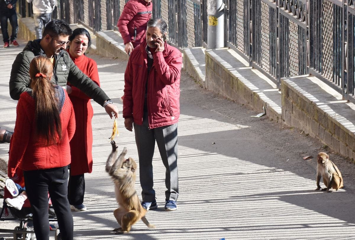 Monkeys Attack On Tourists For eating items burger Ice Cream In Shimla In Himachal Pradesh