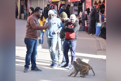 Monkeys Attack On Tourists For eating items burger Ice Cream In Shimla In Himachal Pradesh