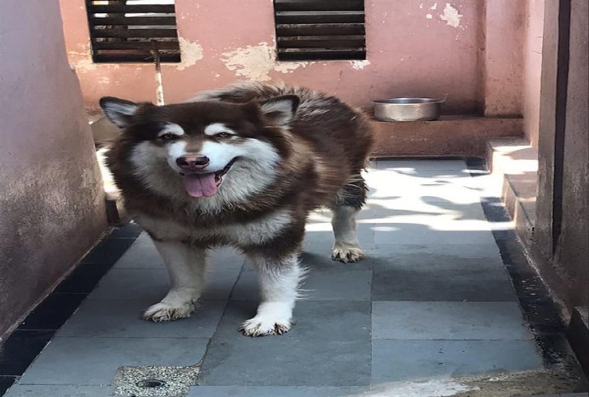 Bengaluru Man claims his Alaskan Malamute dog worth 8 crore stolen