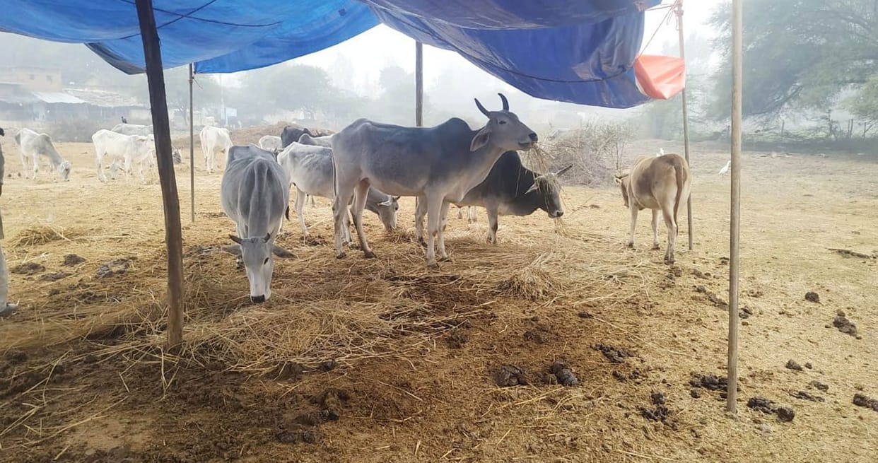 Attack of wild animals kills two cows