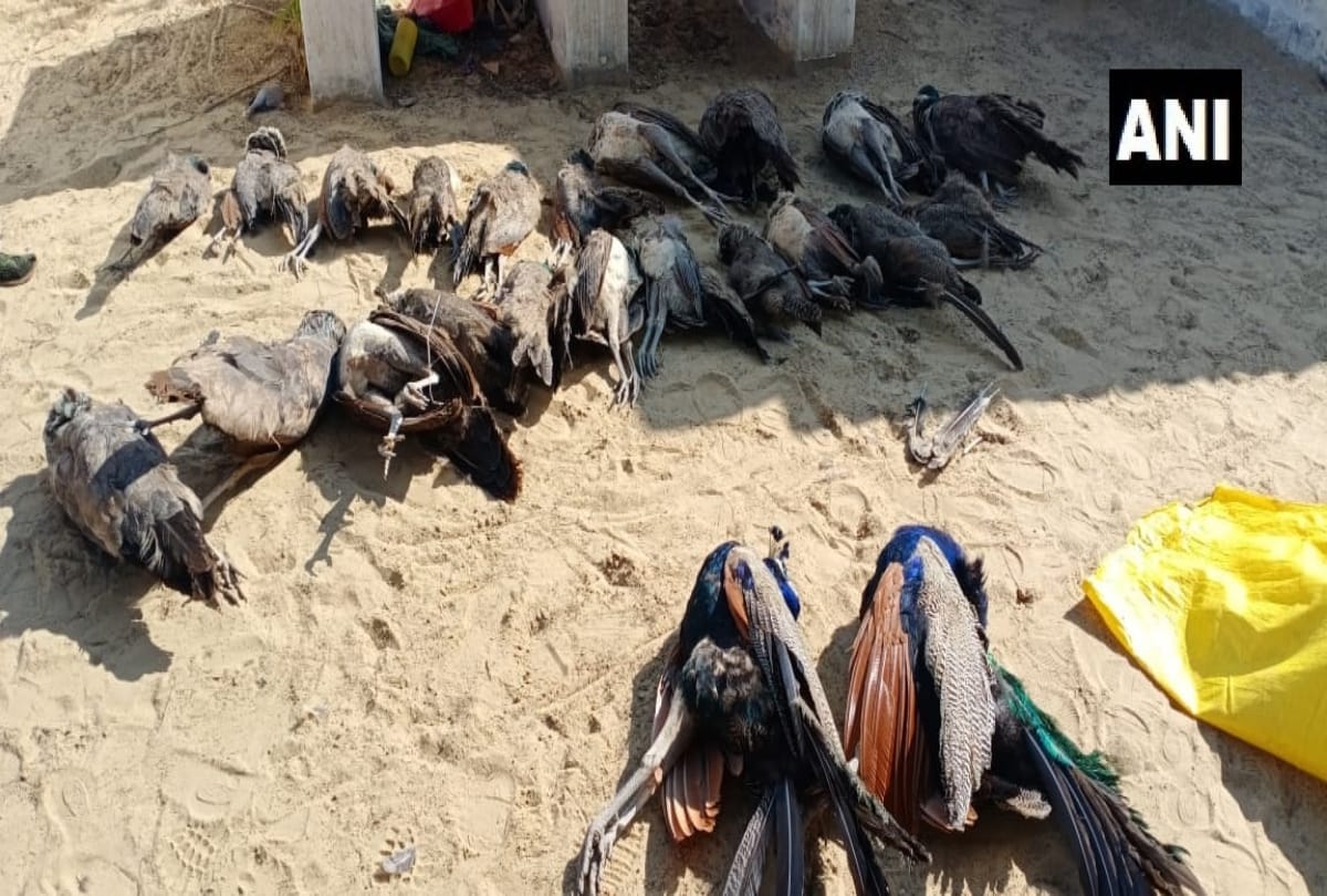 Rajasthan: 23 peacocks dead allegedly a farmer poisoned them