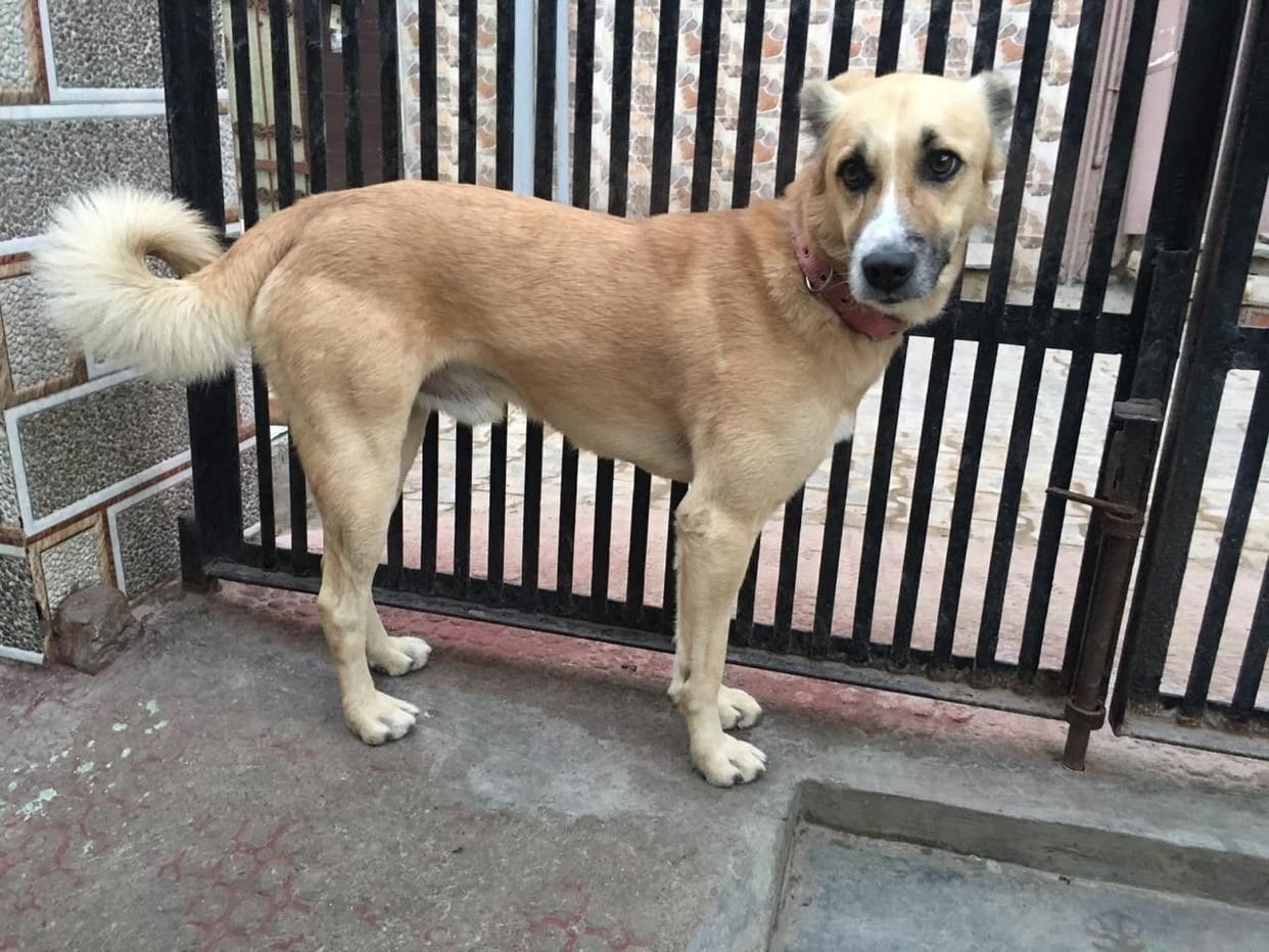dog, people, nagar prishad