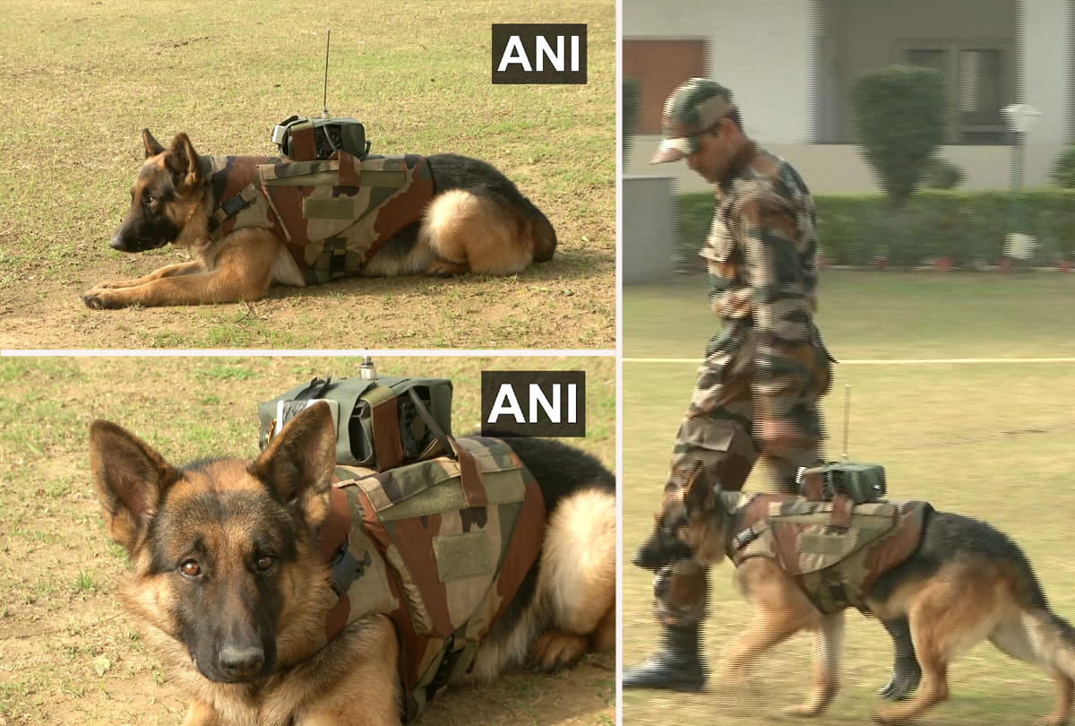 Army Dog Unit developed audio-video surveillance system with bullet proof jacket for Army dogs