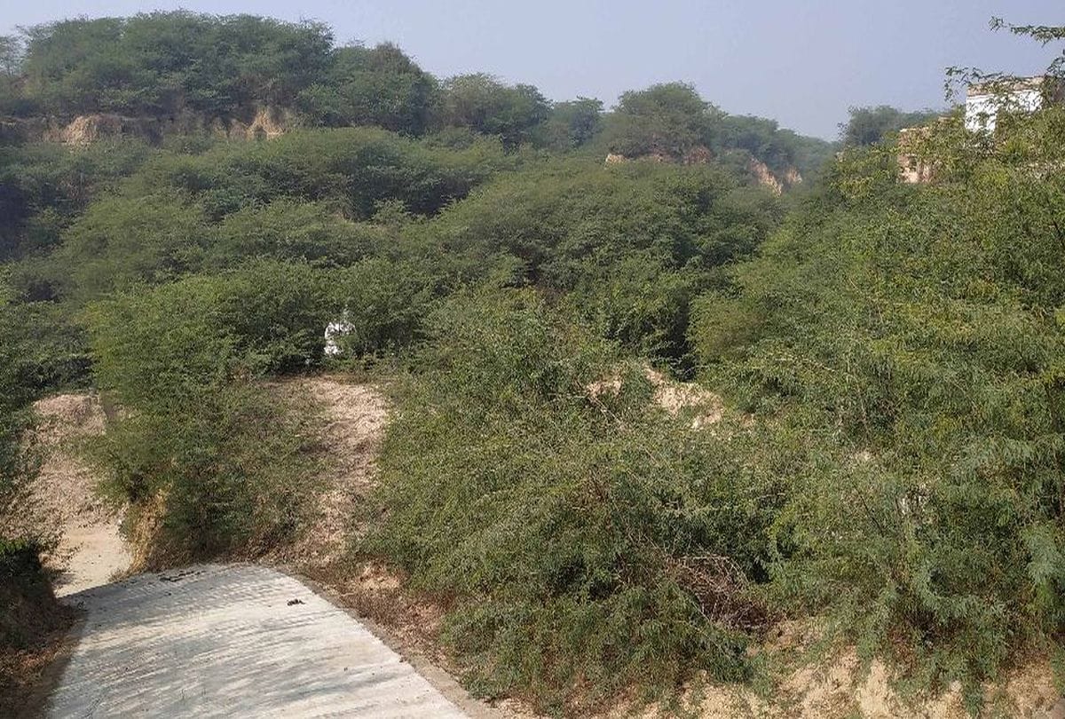 Former Prime Minister Vajpayee's Home Acacia tree in Bateshwar