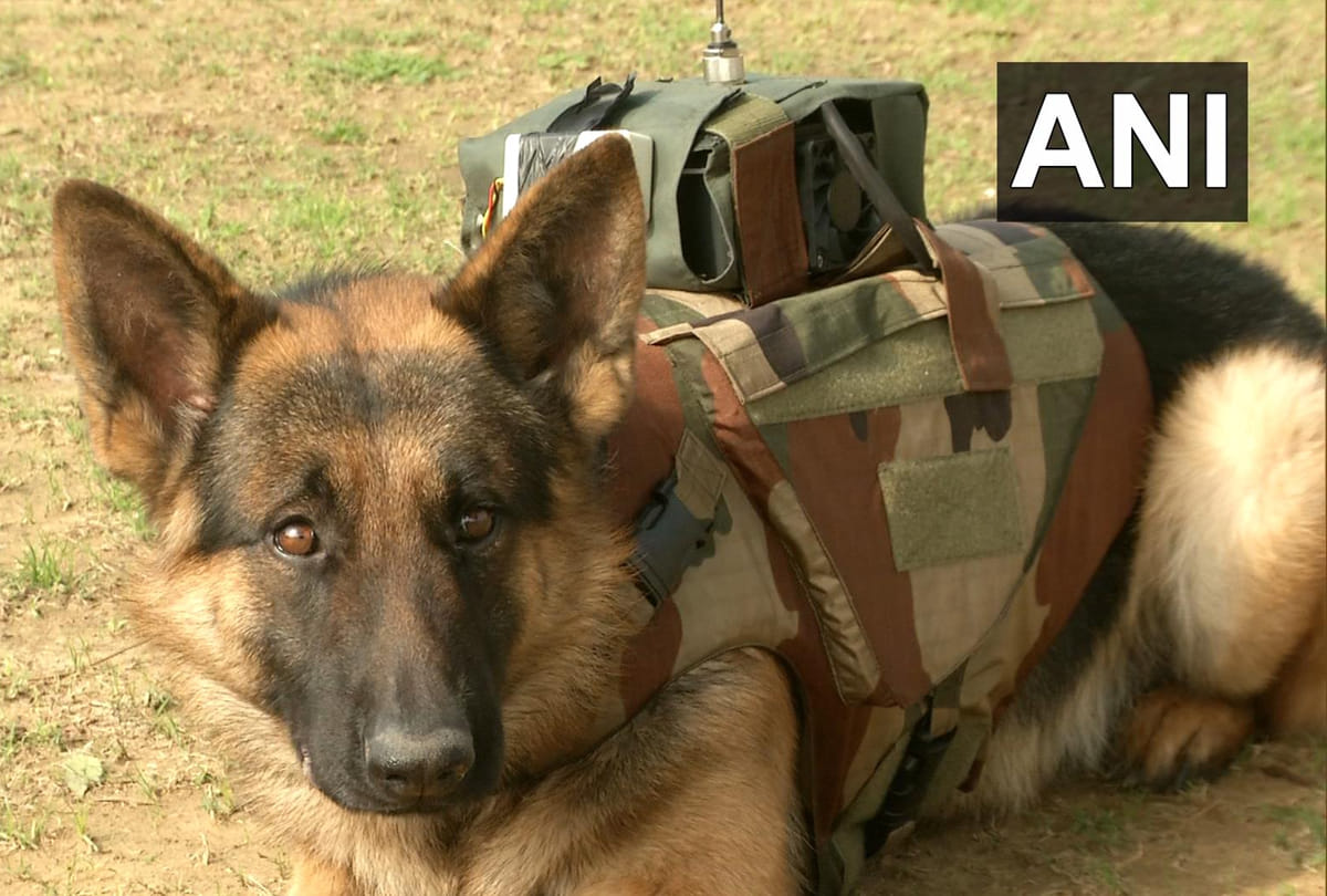Army Dog Unit developed audio-video surveillance system with bullet proof jacket for Army dogs