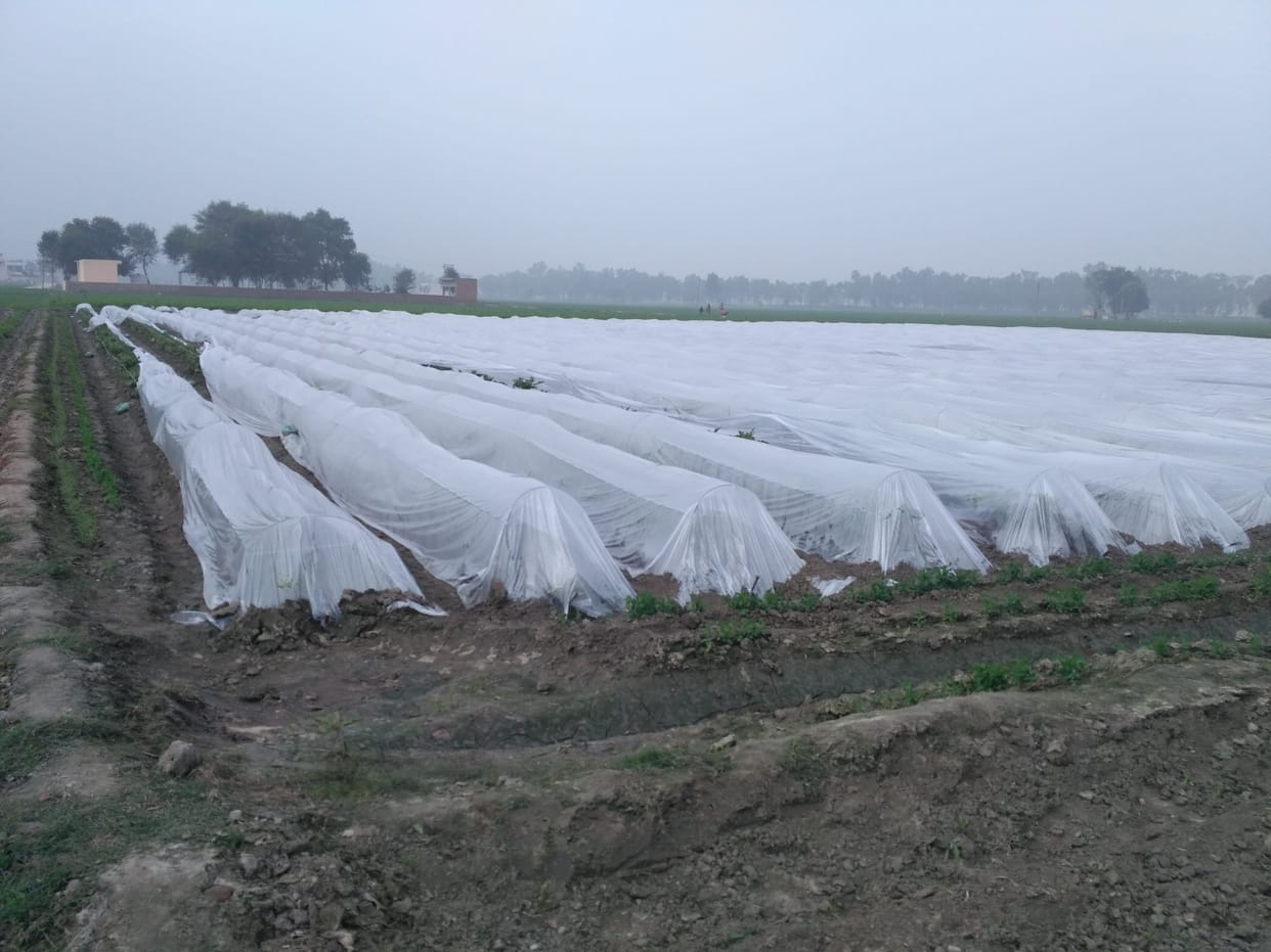 cold season, icy winds shock the shiver, today the school declared a holiday, fatehabad