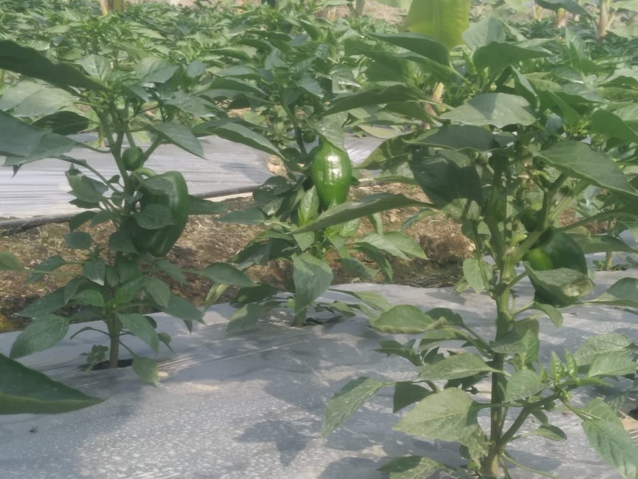 mahila kisaan ne badalee soch, dikhaaya tarakkee ka raasta