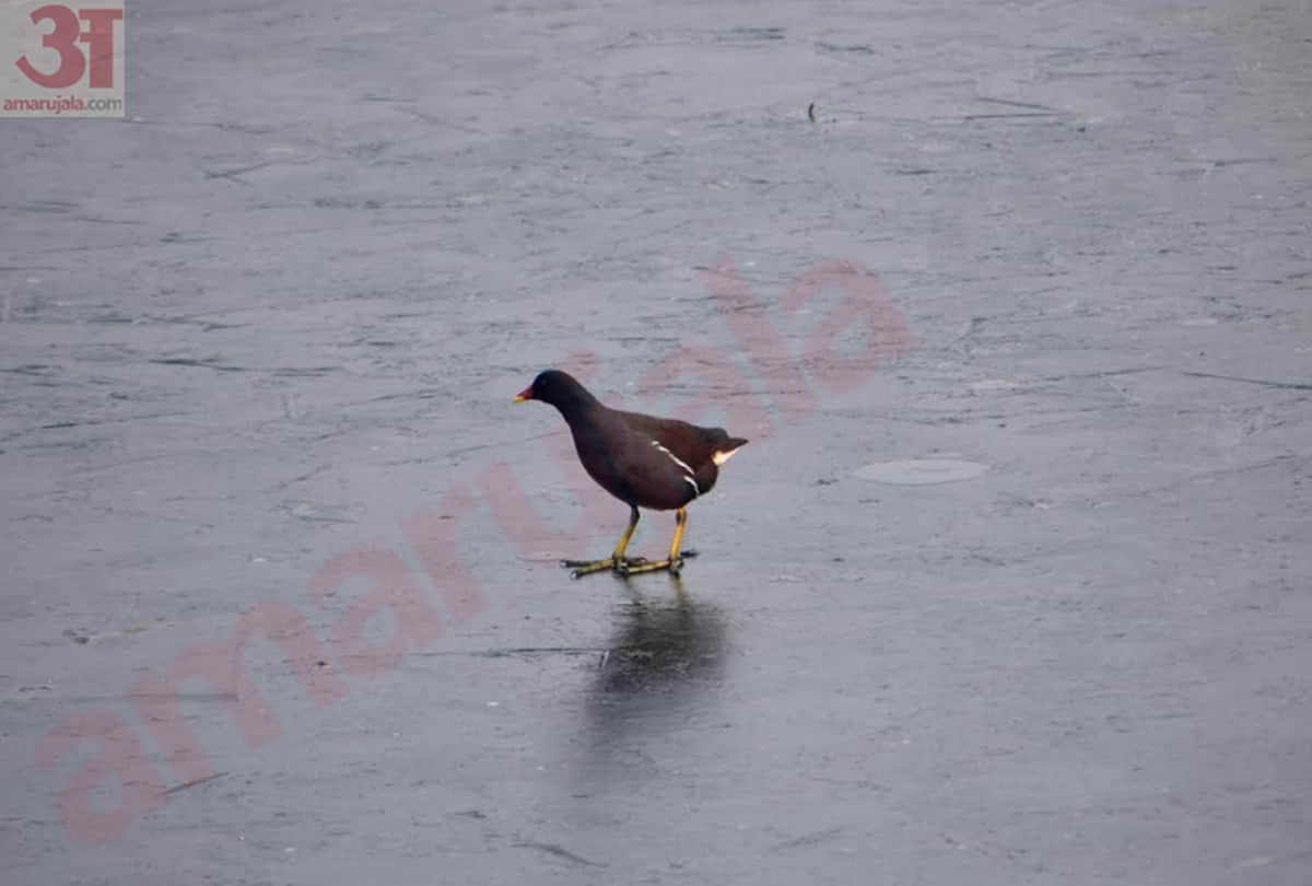 Agreement to open multiplex at district level with Carnival Cinema