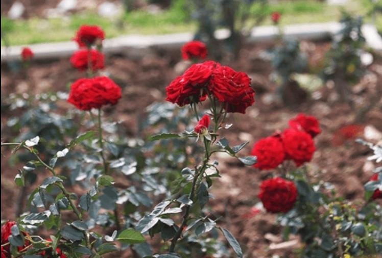 825 Variety Of Roses Planted In Rose Garden Chandigarh Amar Ujala