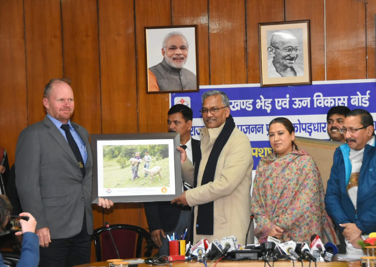 240 Merino sheep Arrives Uttarakhand from Australia