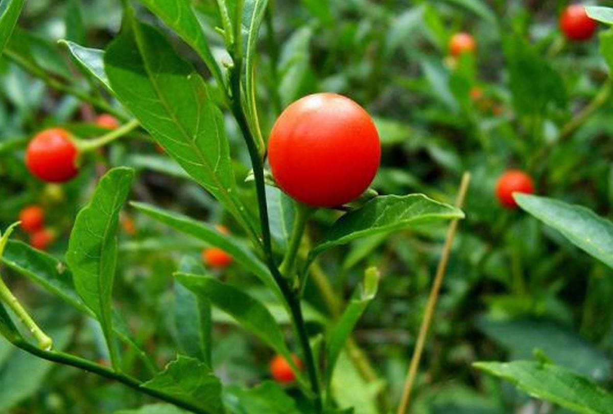 ashwagandha farming in himachal pradesh and govt scheme for farmers