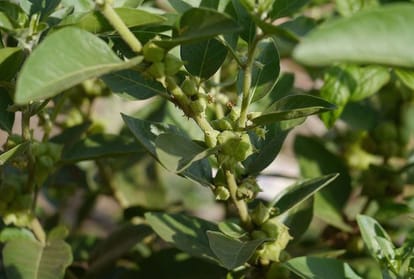 ashwagandha farming in himachal pradesh and govt scheme for farmers