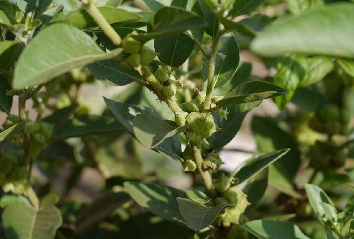 Ashwagandha immunity booster Best And Natural Ayurvedic Immunity Booster in Hindi