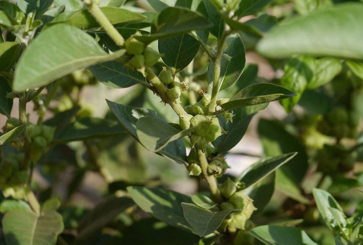 Ashwagandha immunity booster Best And Natural Ayurvedic Immunity Booster in Hindi