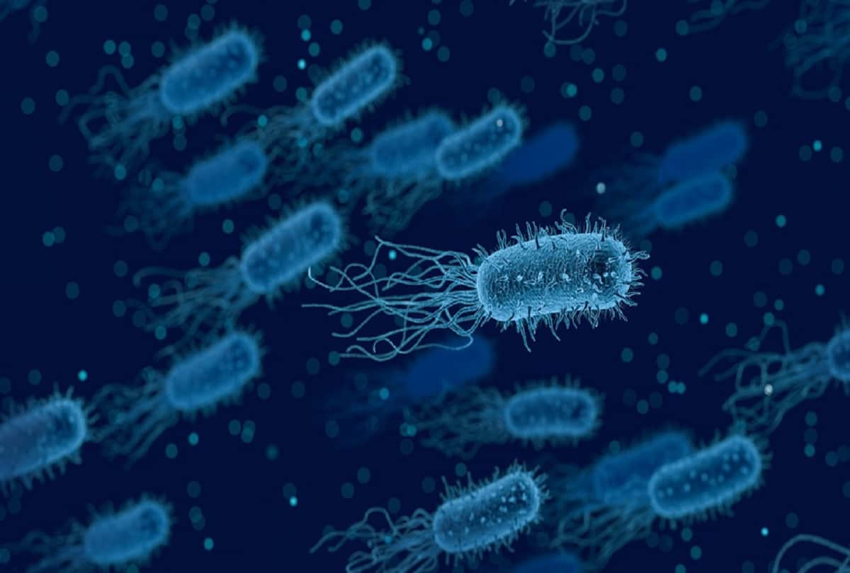 brucellosis bacterial disease that has infected thousands of people in China know everything about this