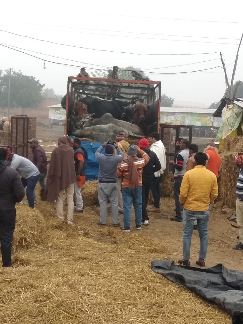 cow smuggler arrested