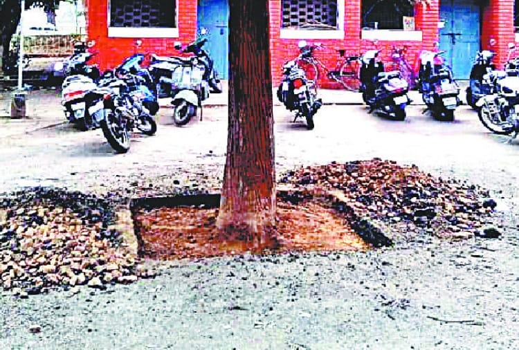 punjab university trees are now concrete-free to take breath