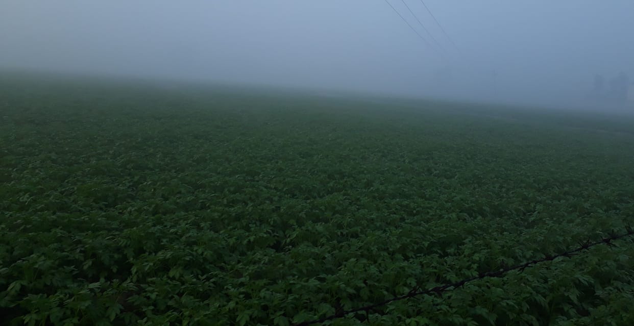 Hathras: Farmers are afraid of cold in potatoes