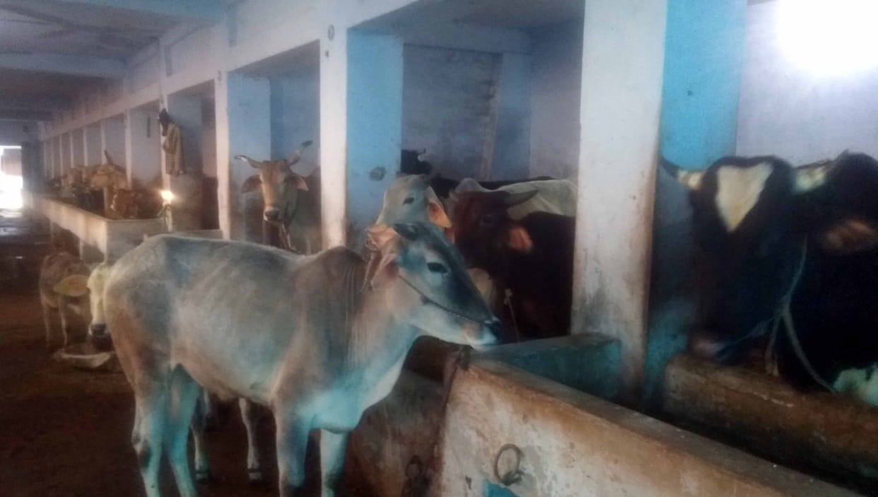 Cows are getting sick due to cold in the cows