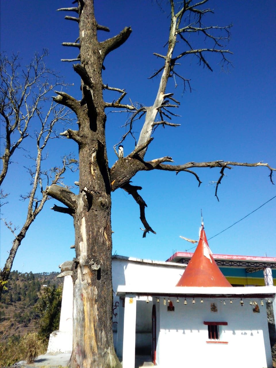Dry pine tree becomes a threat in school