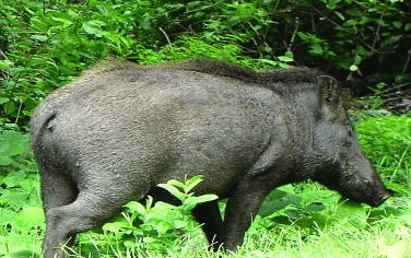 Wild animals being hunted by bomb in naugarh chandauli