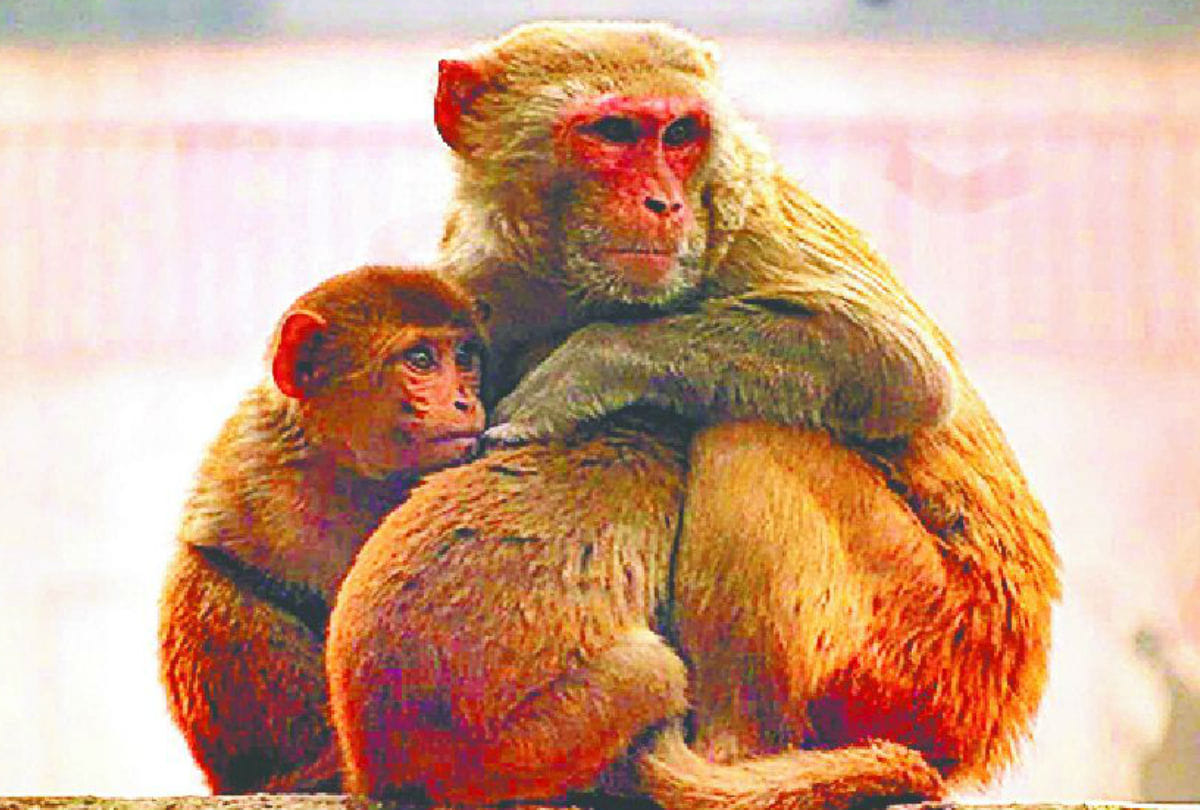 Maharashtra two monkeys found dead in Thane dead body taken out of grave