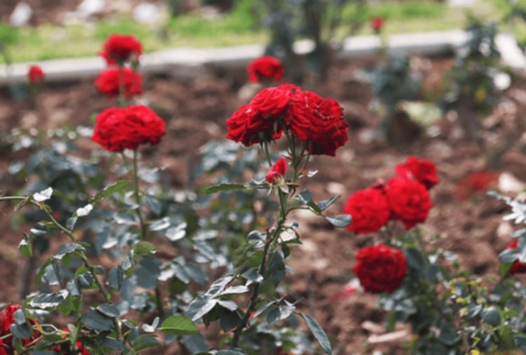 825 Variety of Roses Planted in Rose Garden Chandigarh
