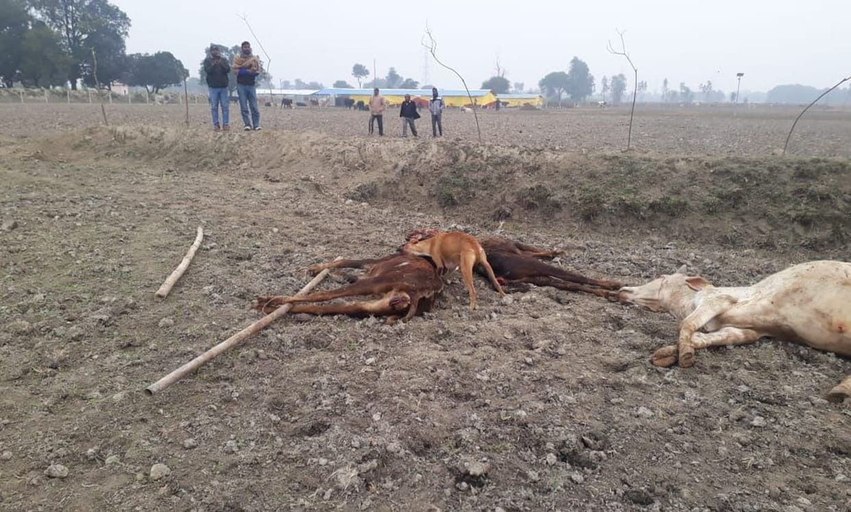 Nine cattle die due to cold at Dohjeet Go shelter center