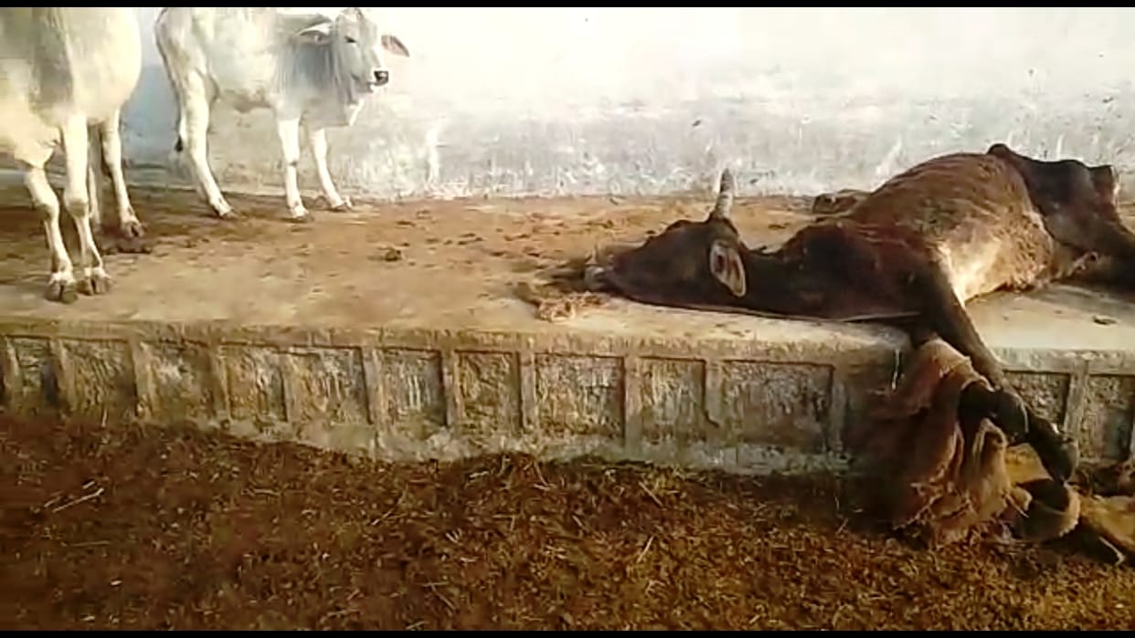 cow died