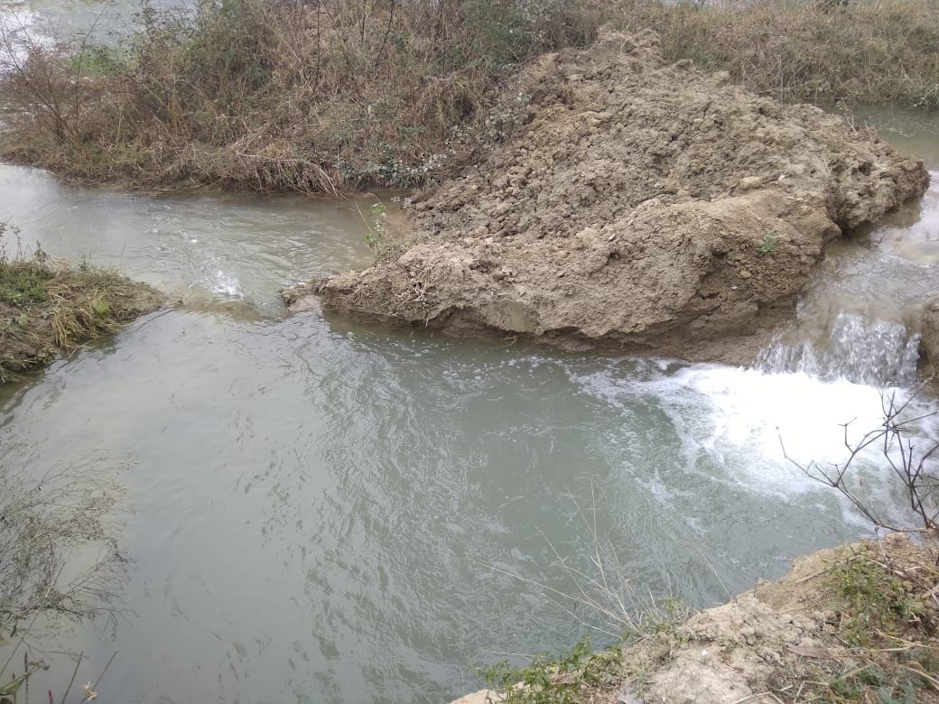 wheat crop sank