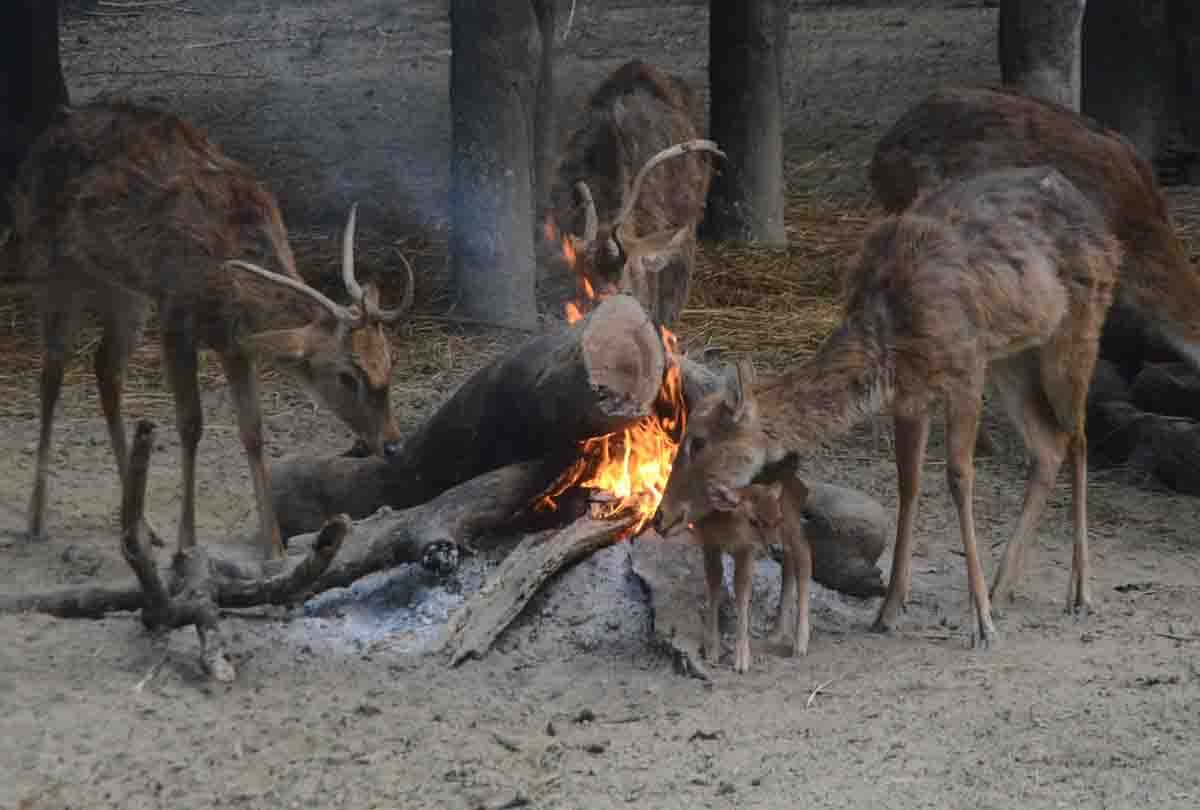 Birds started dying due to icy winds and Animal upset