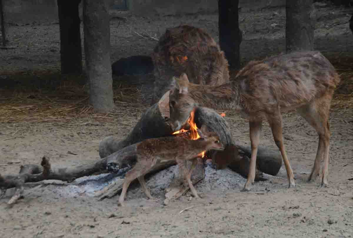 Birds started dying due to icy winds and Animal upset