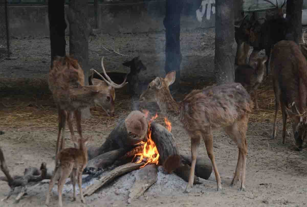 Birds started dying due to icy winds and Animal upset