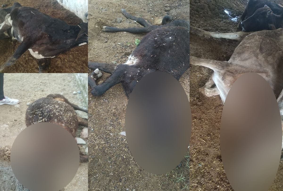 Ten cows died in a gaushala in Indora in Kangra in Himachal Pradesh