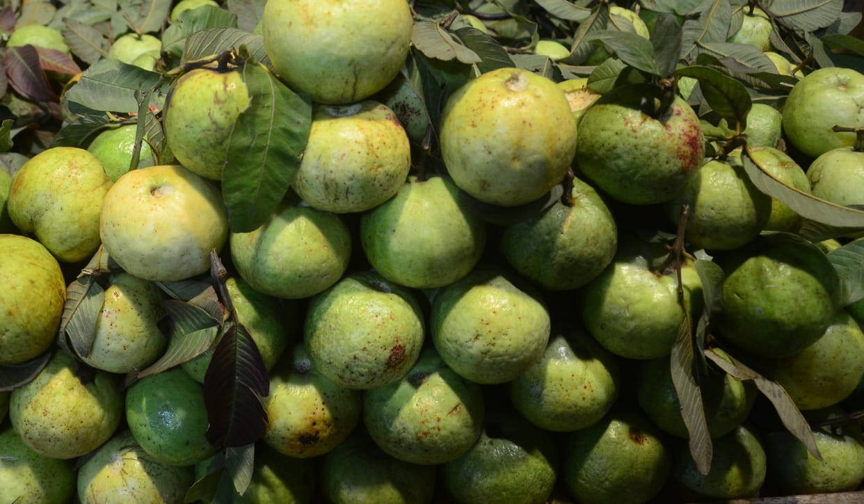Allahabad's red guava came to the reach of common man due to increase in production