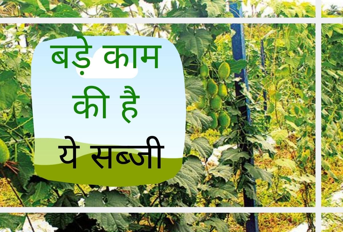 weight loss tips health benefits of kantola in hindi spiny gourd benefits in cancer