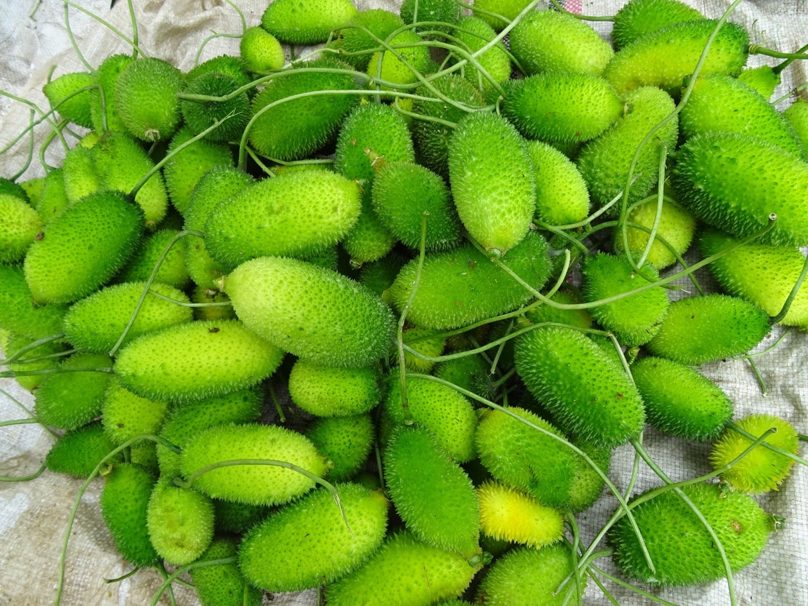 weight loss tips health benefits of kantola in hindi spiny gourd benefits for cancer