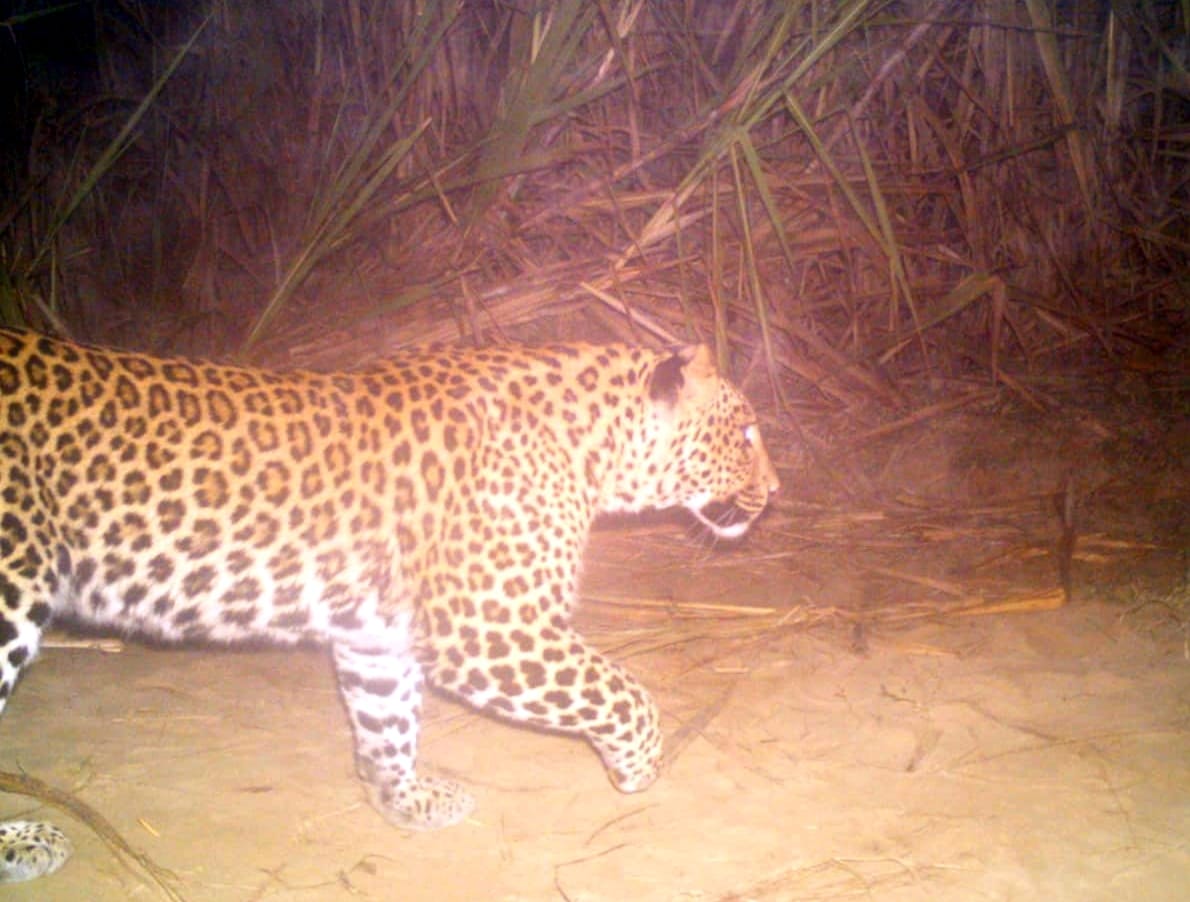Guldar captured in camera in the forest of Mohandia