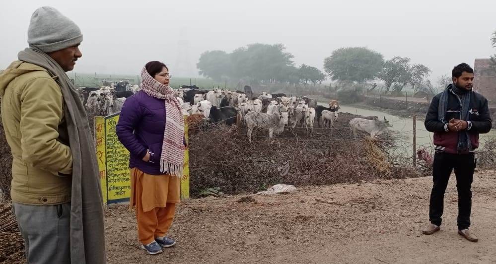 BDO reached the notice of death of cattle, reprimanded