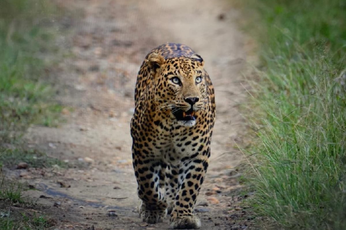 leopard attacked the farmer working on the farm in Bijnor