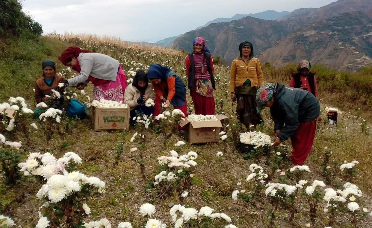 Raghuveer and Janak grow chrysanthemum flowers in barren land