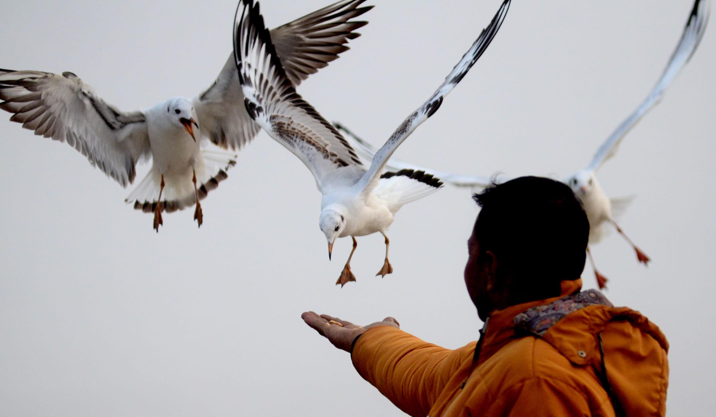 Swamp and biting increased problems in Magh Mela