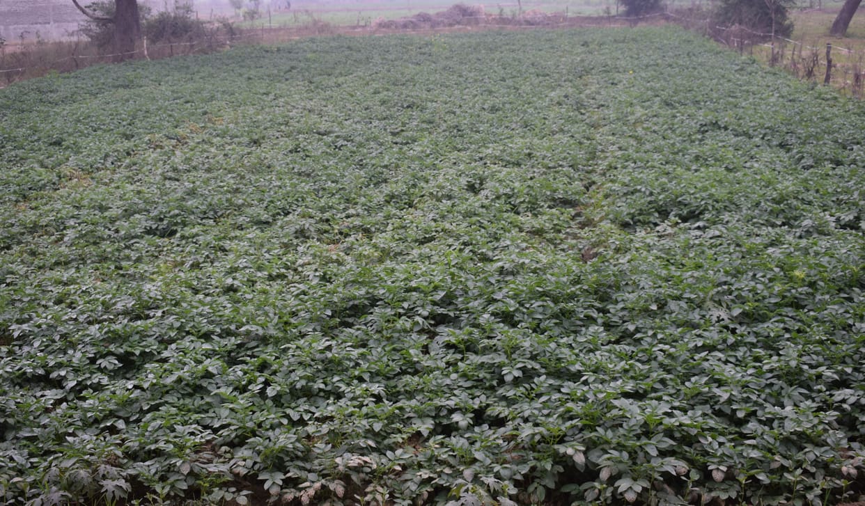 due to cold potato crops make disease