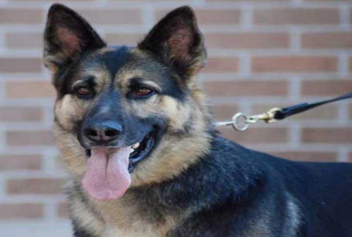 5 most dangerous dog breed of the world