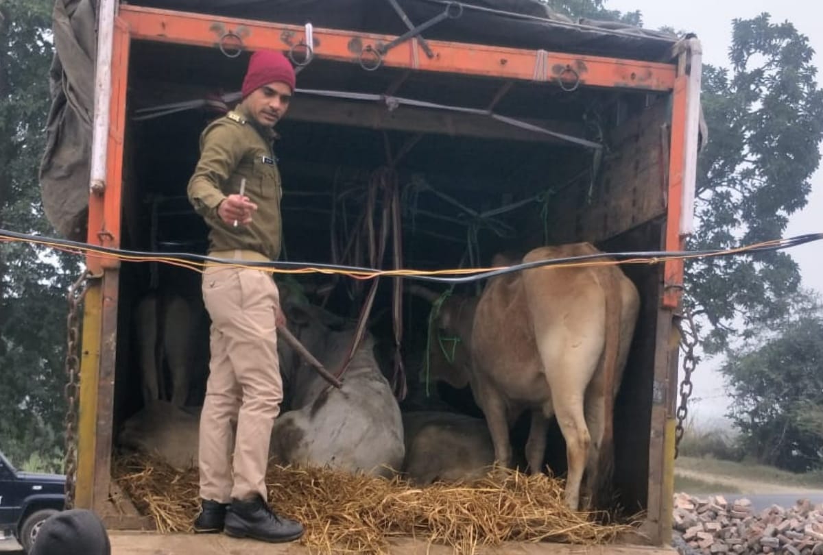 Cow smugglers Gun fire on police at Barhalganj