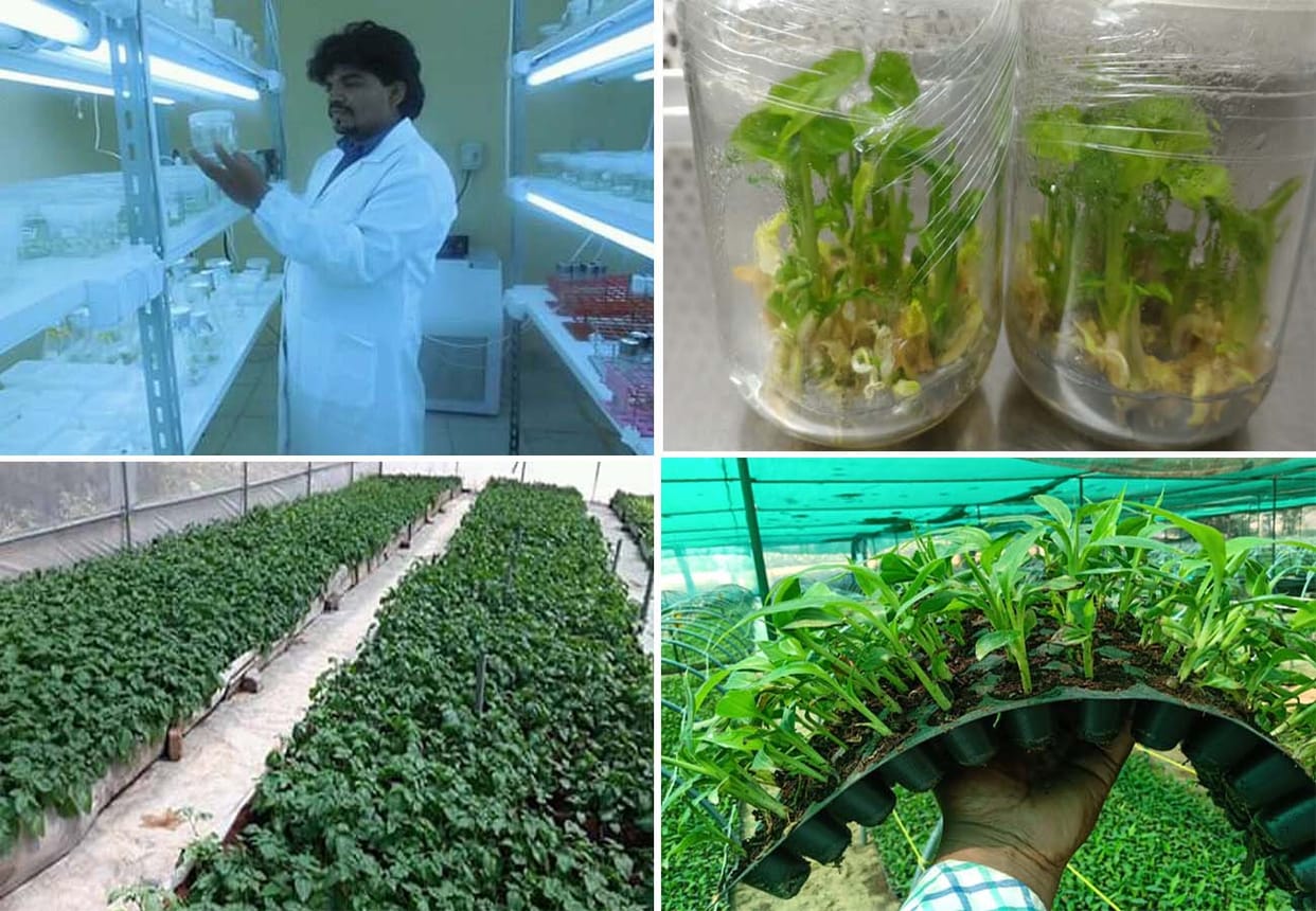 Rahul Pal quit his foreign job and opened a tissue culture lab, teaching scientific farming