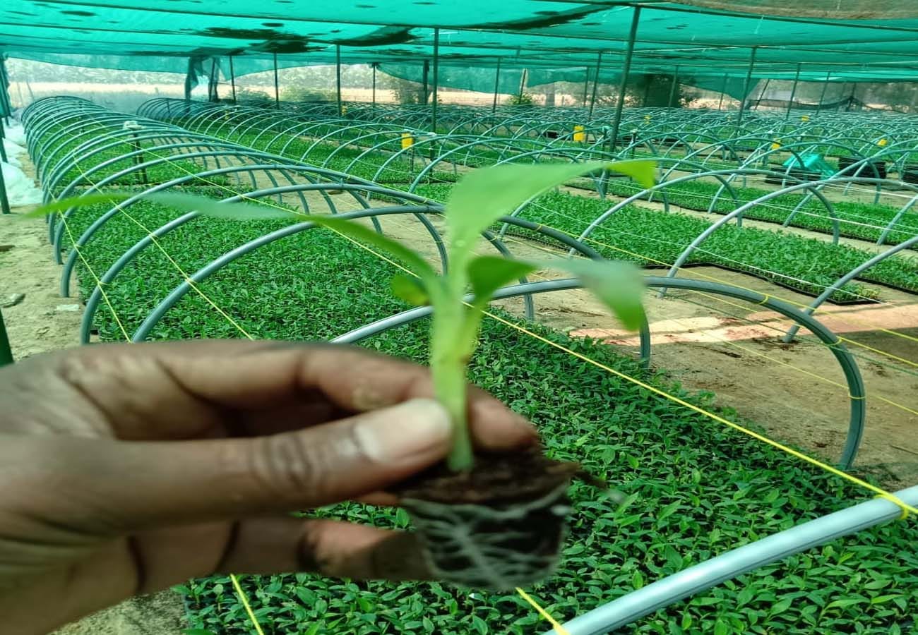 Rahul Pal quit his foreign job and opened a tissue culture lab, teaching scientific farming