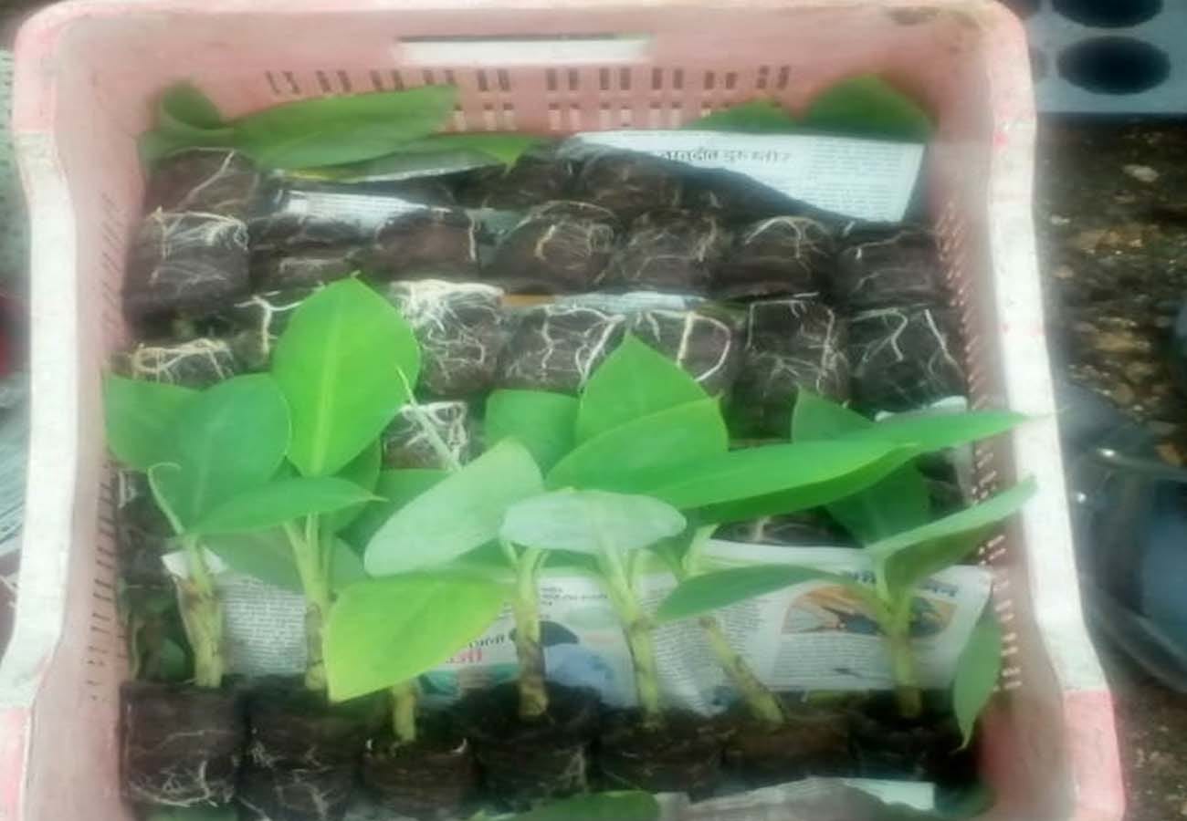 Rahul Pal quit his foreign job and opened a tissue culture lab, teaching scientific farming